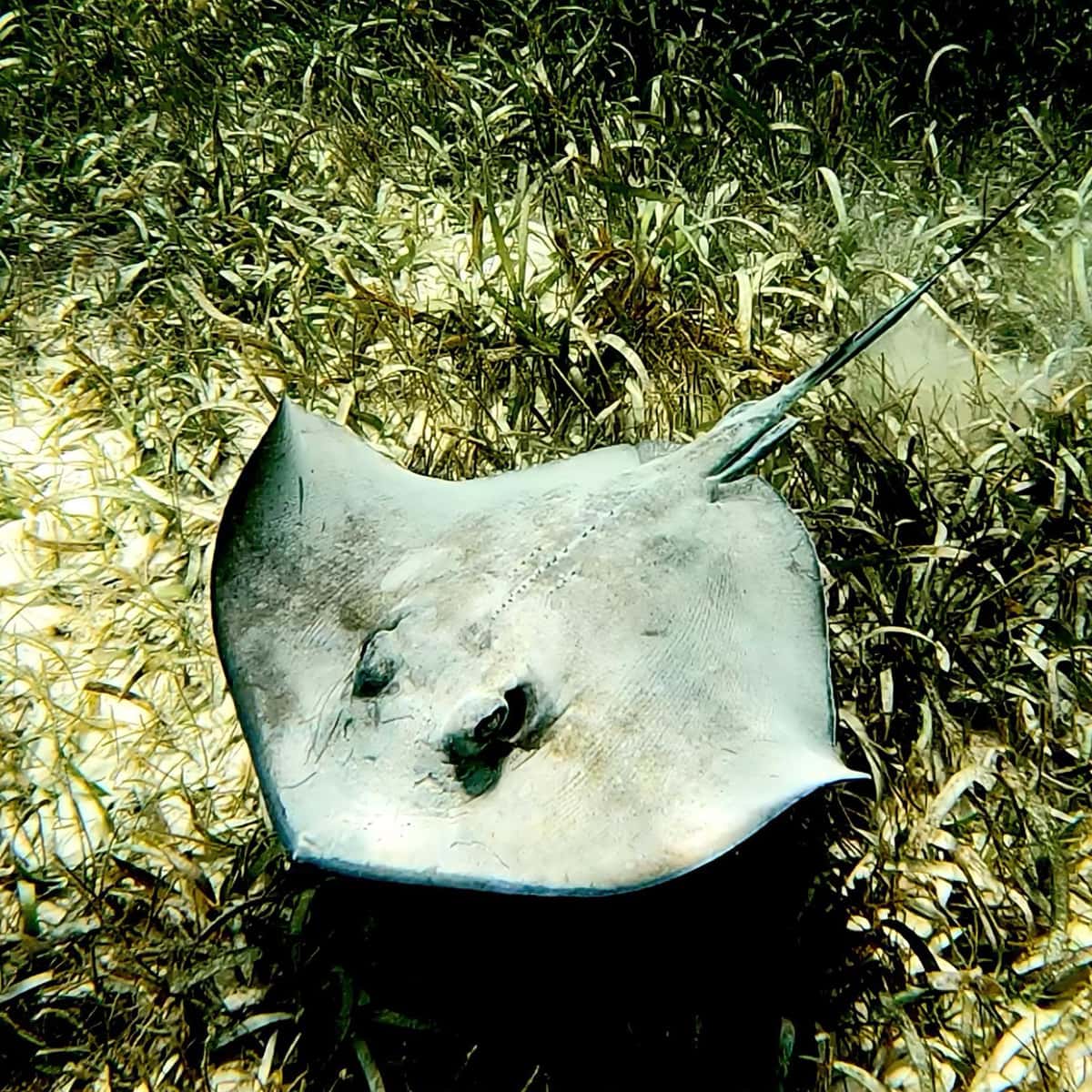 Stingray gliding over the sandy bottom of Laguna Yalku, Akumal Mexico