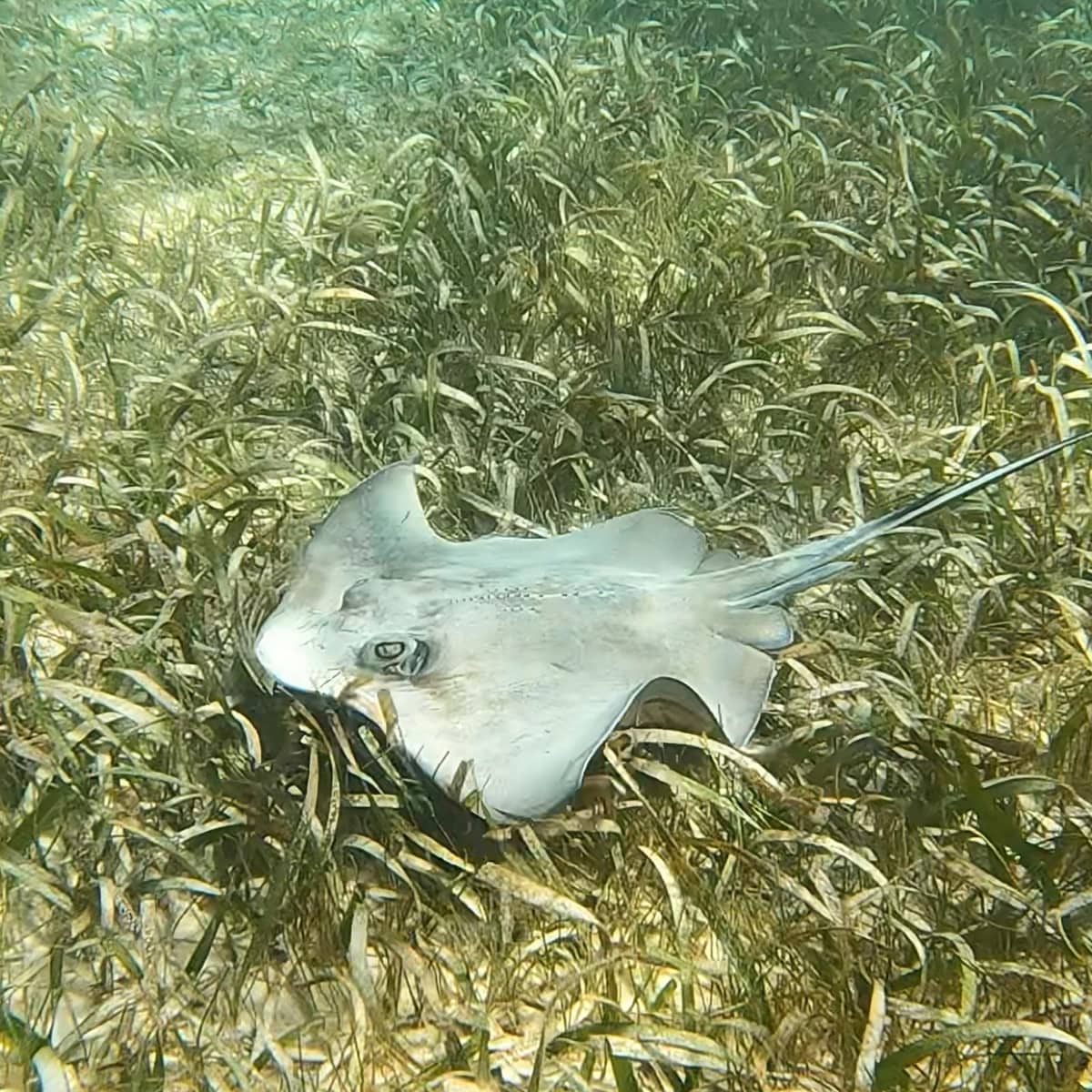 Raya voladora nadando en praderas marinas de Laguna Yalku, Akumal
