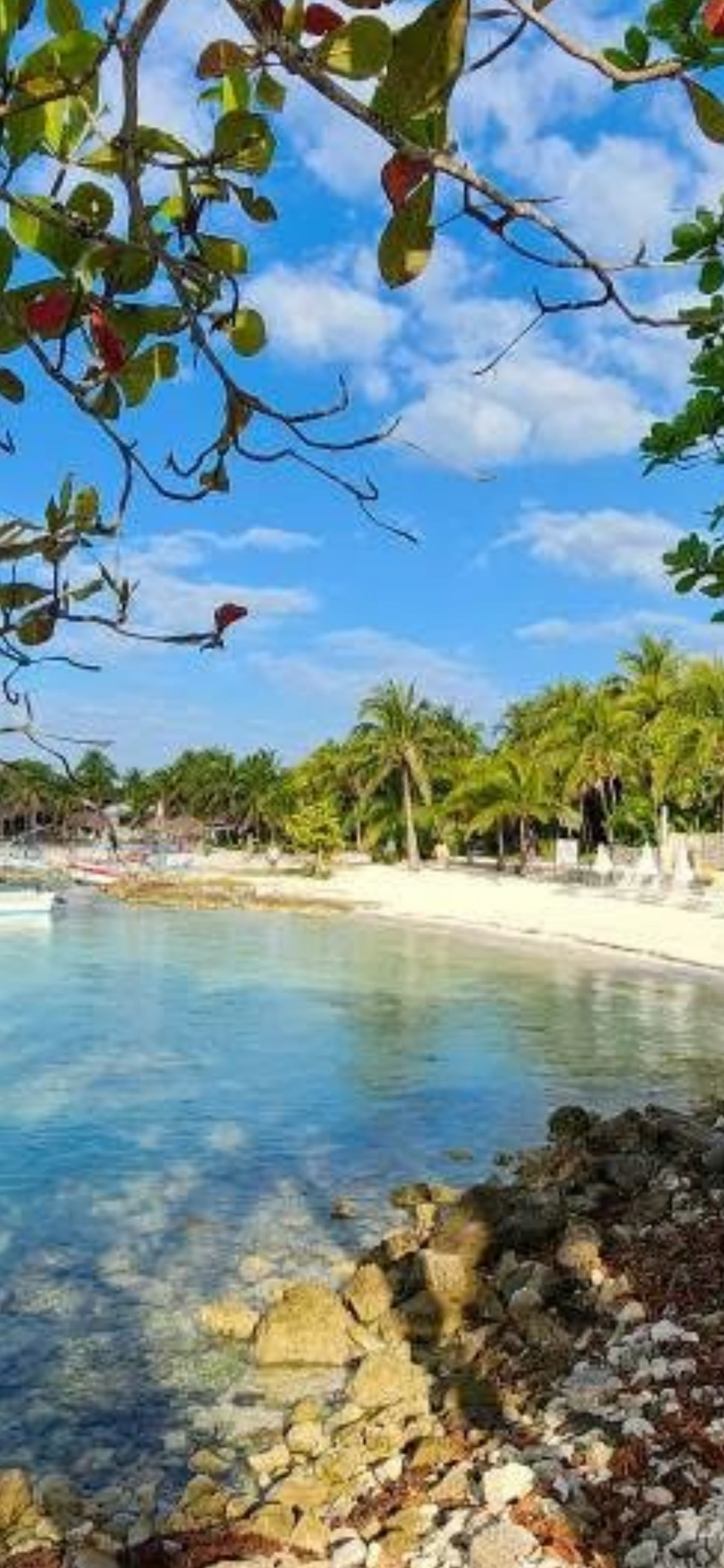 Crystal-clear turquoise waters of Akumal Bay from the rocky shore with tropical foliage