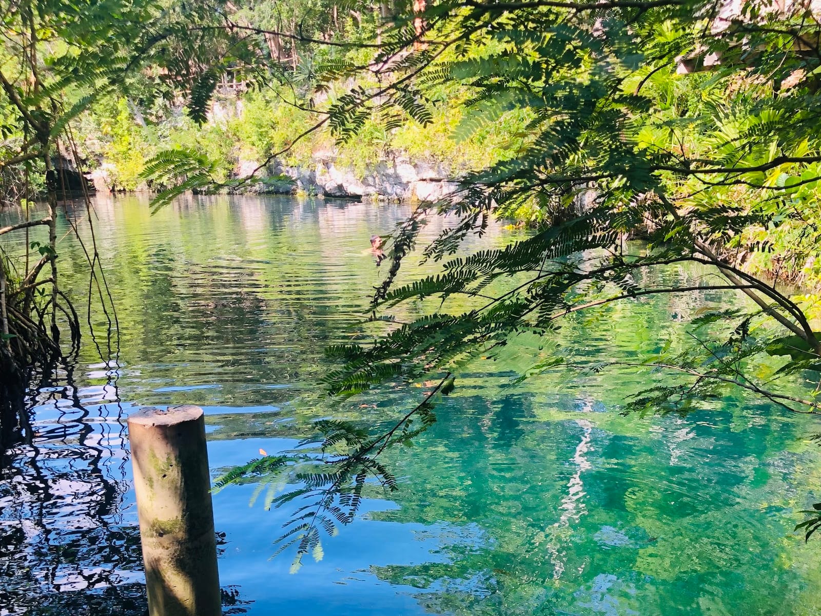 Türkisfarbenes Wasser des Cenote Jaguar zwischen den Zweigen, ein Schwimmer in der Ferne