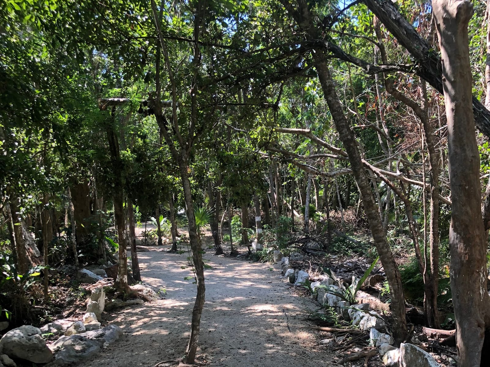 Schattiger Dschungelpfad zu den Cenotes deiner Route