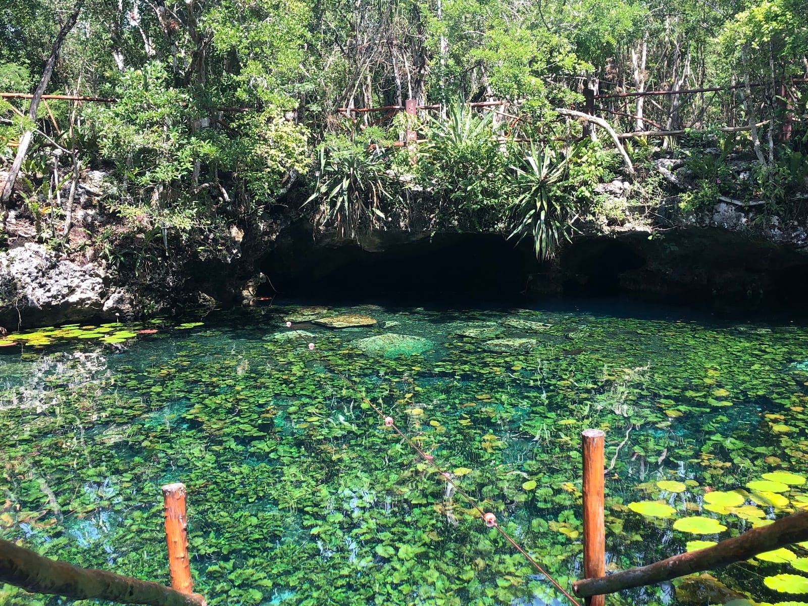Kristallklares Wasser mit Seerosen vor der Höhle des Cenote Nicte-Ha