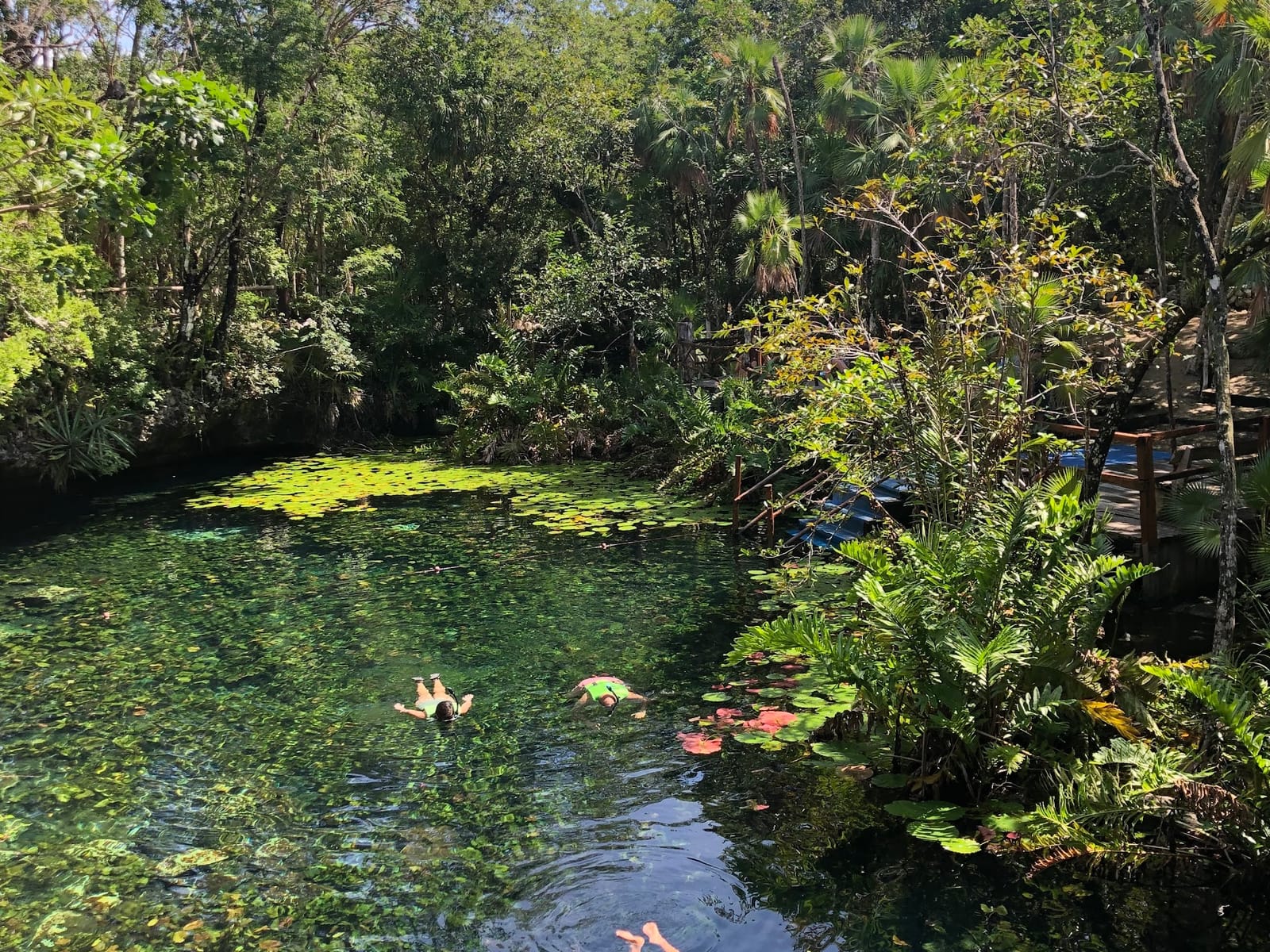 Zwei Personen schnorcheln zwischen Seerosen im offenen Cenote Nicte-Ha, umgeben vom Dschungel