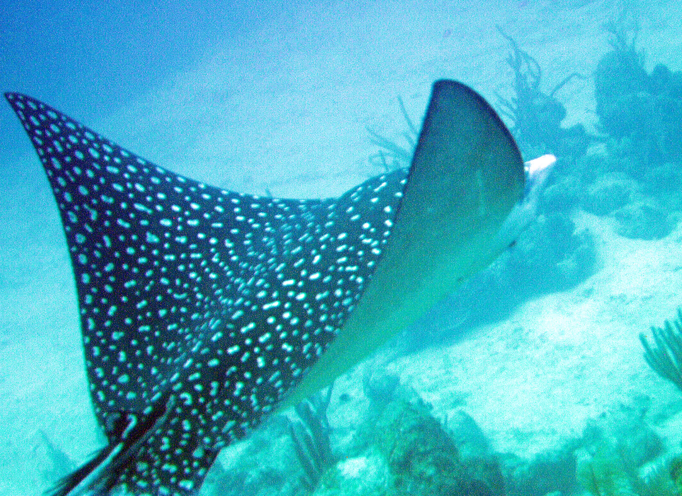 Eagle ray spotted on Akbay Tours snorkel excursion at Akumal Bay