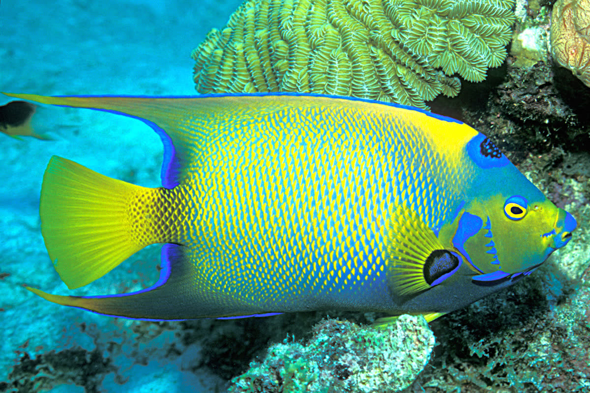 Colorful tropical fish in Akumal Bay