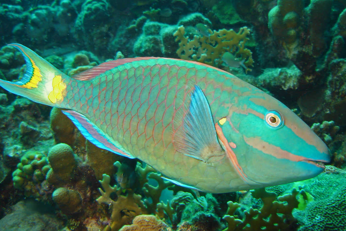 Colourful reef fish swimming in the turquoise waters of Akumal Bay