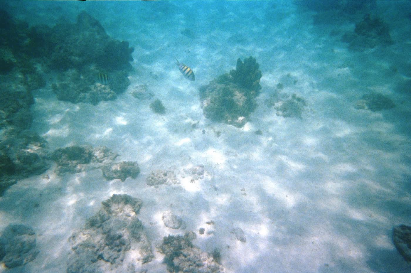 School of fish near the seabed at Akumal Bay coral reef