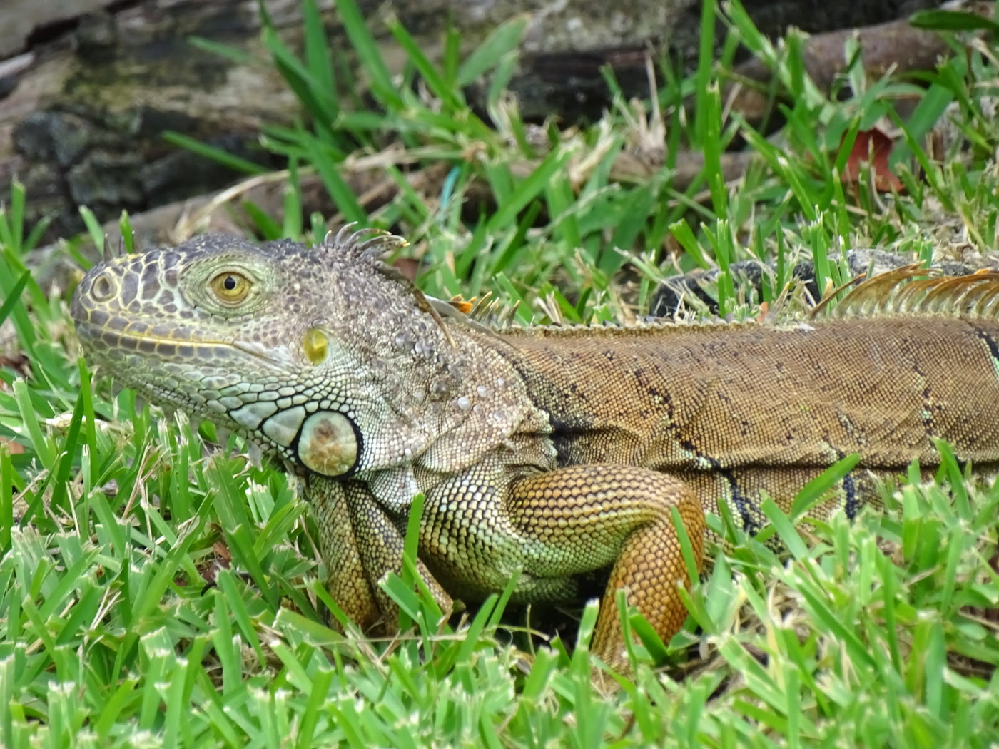 Green iguana sunbathing near Akumal Bay — local wildlife