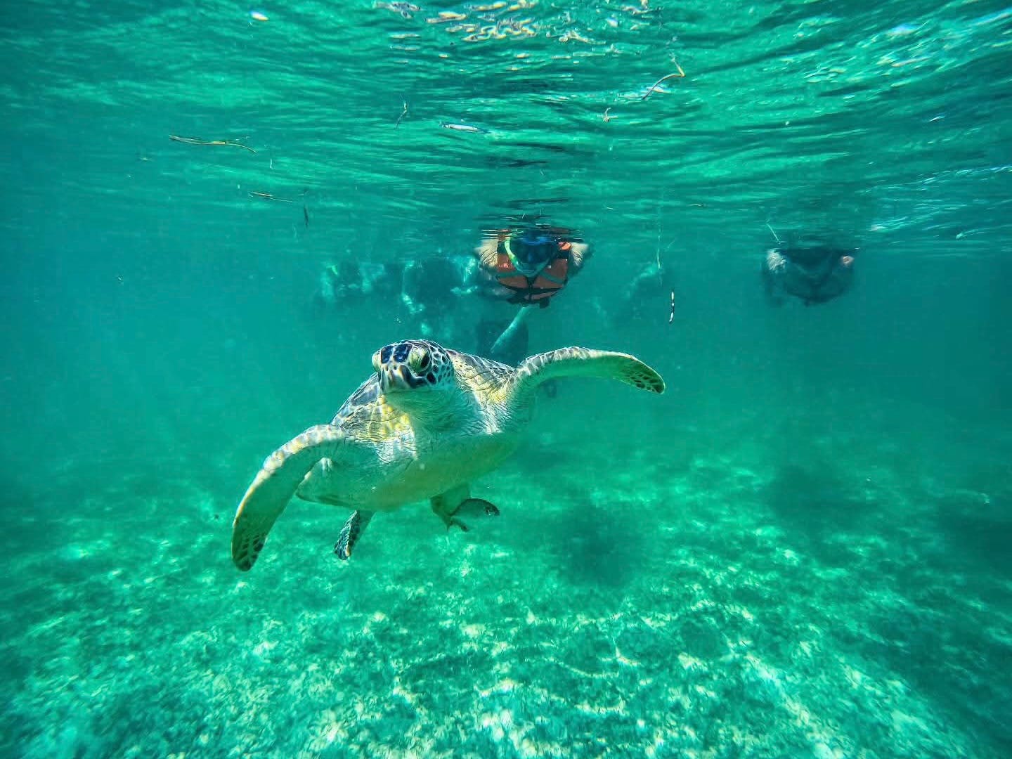 Tortuga verde nadando hacia la cámara sobre el fondo de arena de la Bahía de Akumal, con un snorkelista a distancia detrás