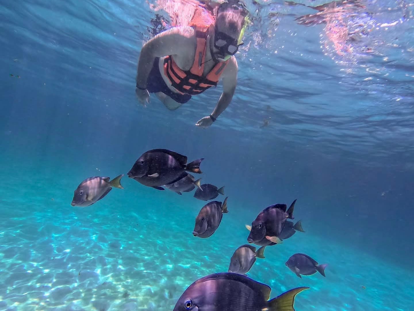 Snorkelista con chaleco salvavidas sobre un banco de peces cirujano en agua cristalina