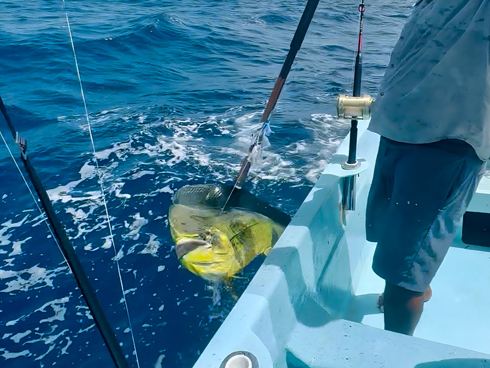 Un dorado llega junto a la lancha después de la picada