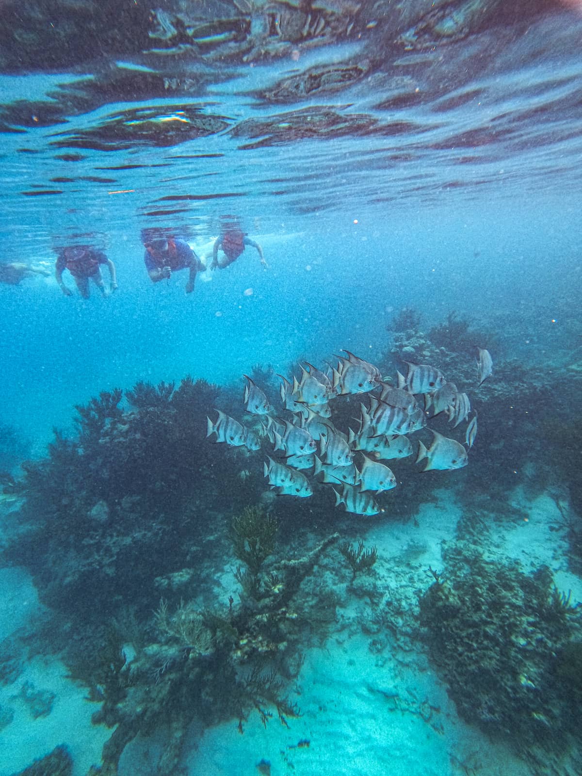 School of tropical fish above the coral reef during snorkel tour in Akumal Bay