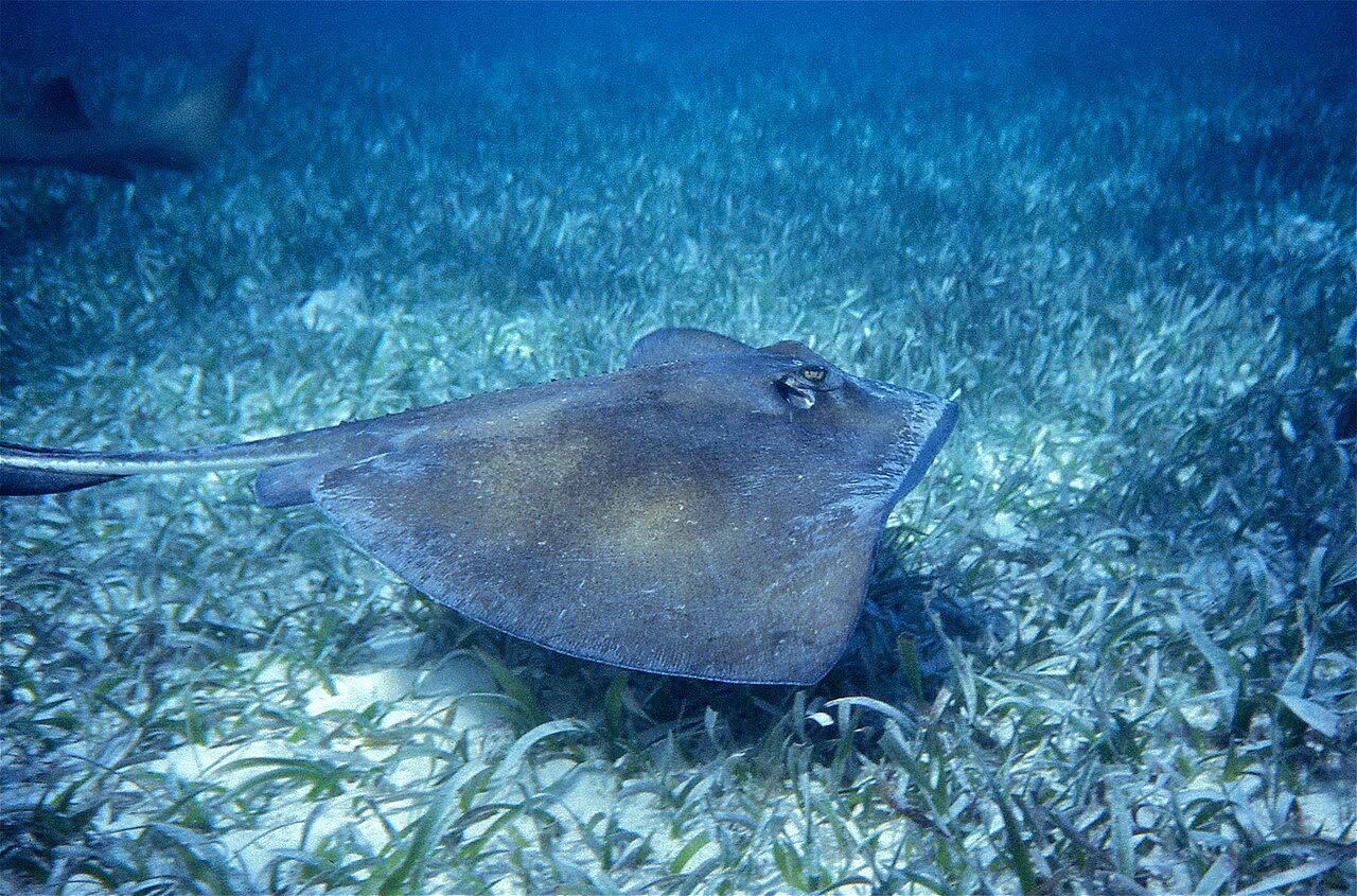 Stingray on the sandy bottom of Akumal Bay