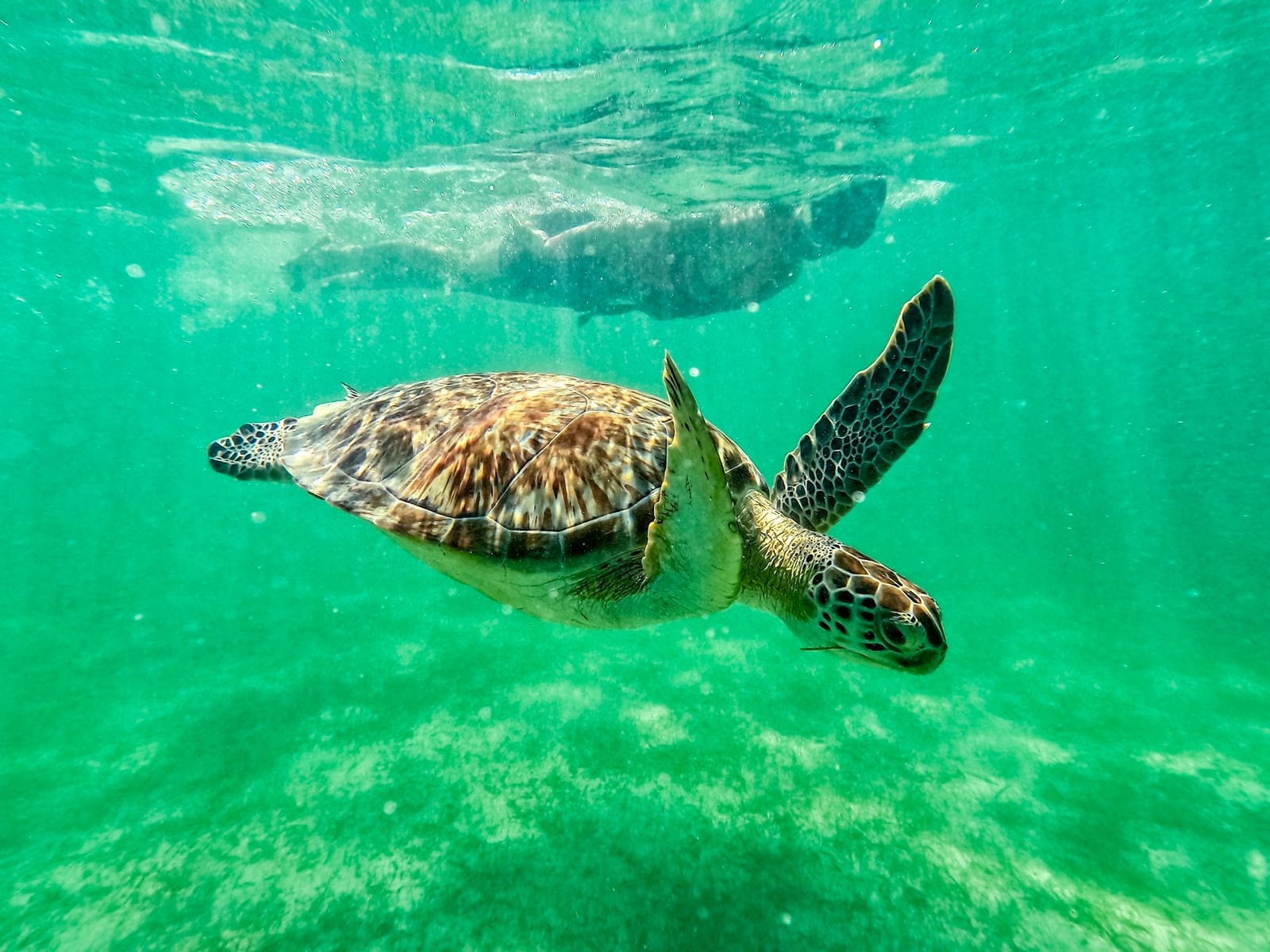 Tortuga verde nadando sobre la pradera marina, con un snorkelista en la superficie, Bahía de Akumal