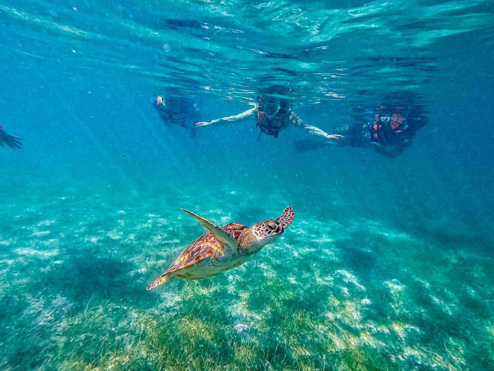 Nado guiado: snorkelistas observan desde la superficie a una tortuga verde sobre la pradera marina