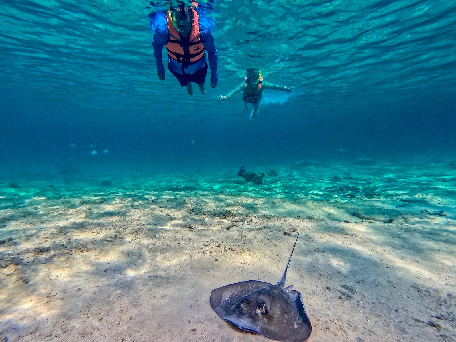 Raya sobre el fondo de arena mientras dos snorkelistas con chaleco flotan encima, Bahía de Akumal