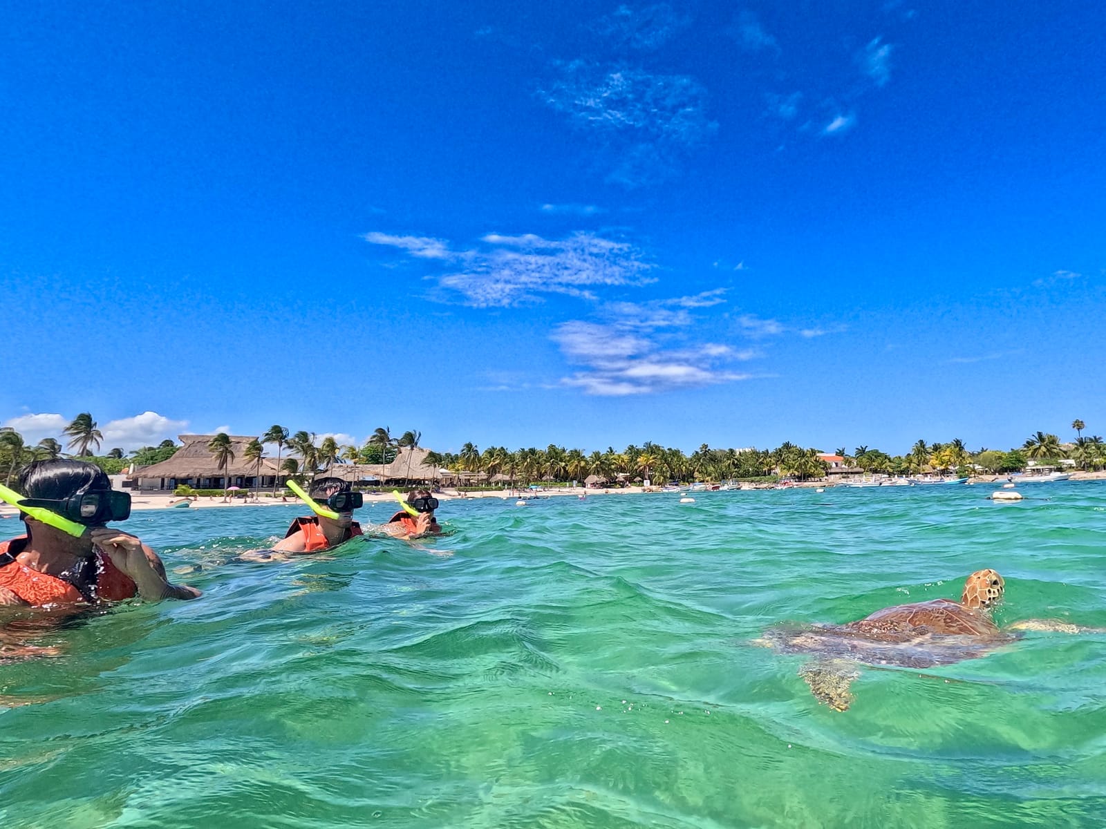 Snorkelistas con chaleco y una tortuga en la superficie, con la playa de Akumal y sus palmeras al fondo