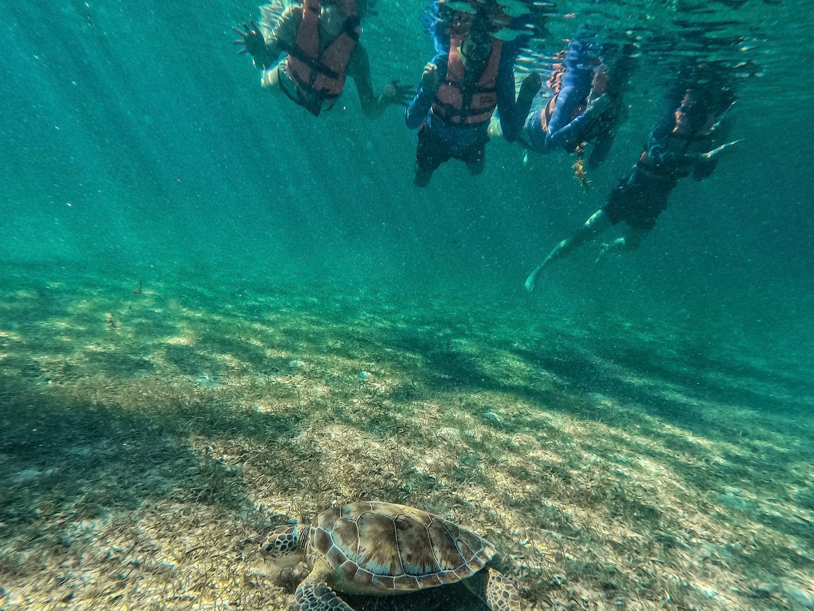 Tortuga comiendo en el fondo mientras el grupo la observa desde la superficie sin molestarla, Bahía de Akumal