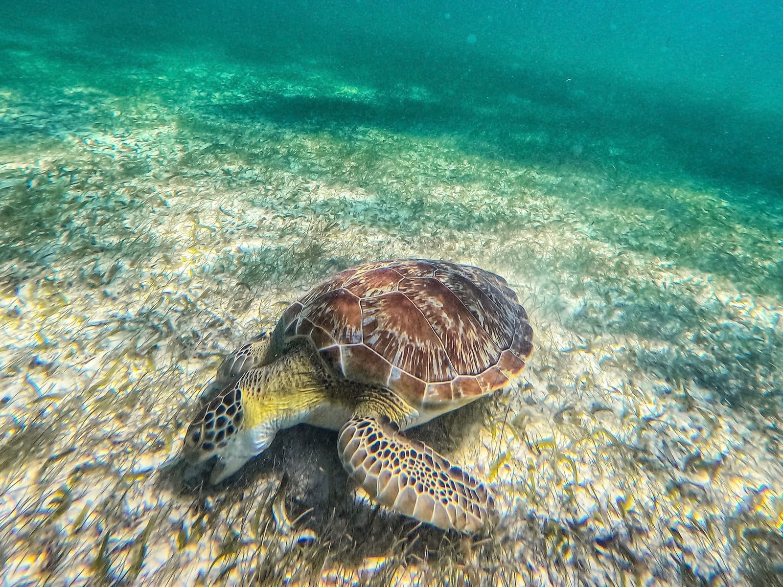 Primer plano de una tortuga verde alimentándose de pasto marino, Bahía de Akumal