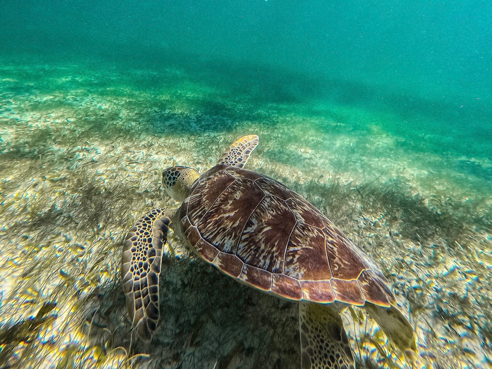 Primer plano de una tortuga verde alimentándose de pasto marino, Bahía de Akumal