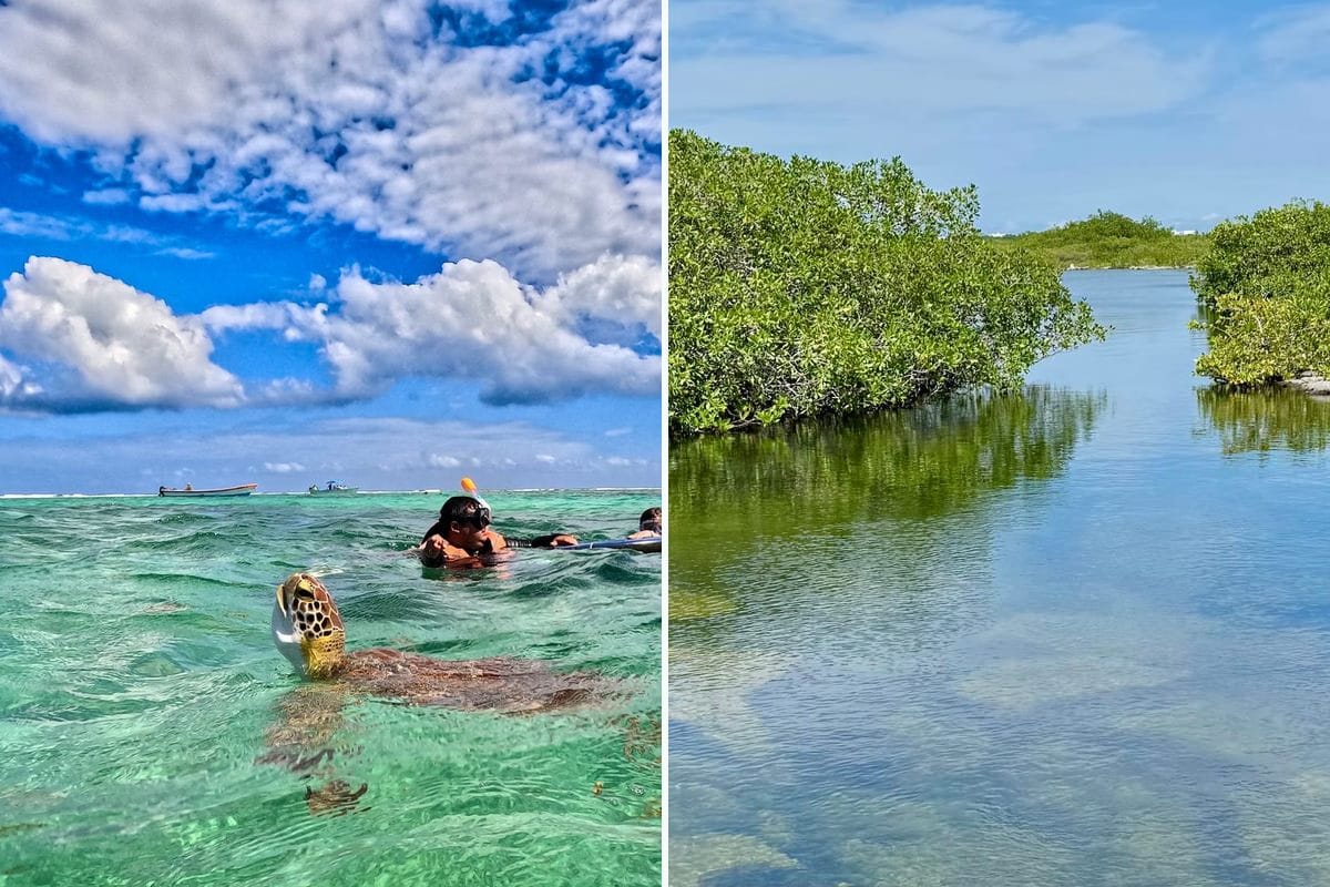 Gruppe schnorchelt mit Schildkröten in der Akumal Bay — Kombi Schildkröten & Yalku-Lagune