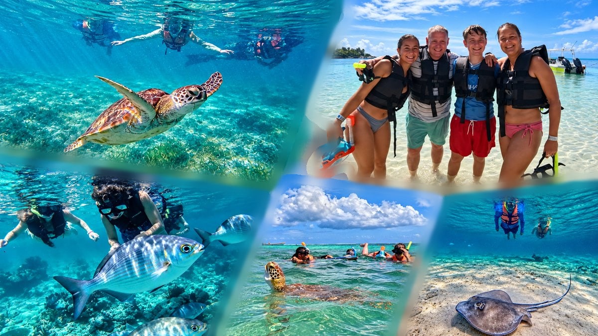 Snorkel con tortugas