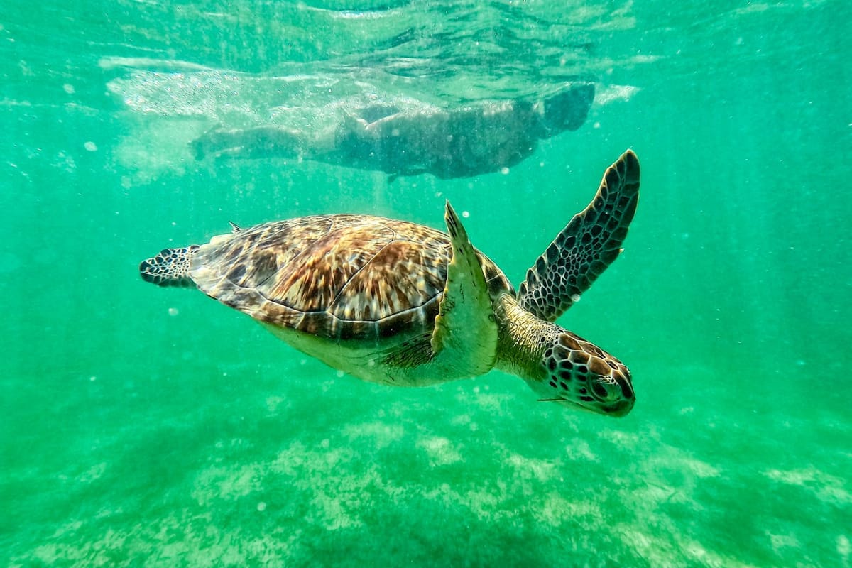 Familia con máscaras de snorkel y chalecos en la playa de Akumal Bay