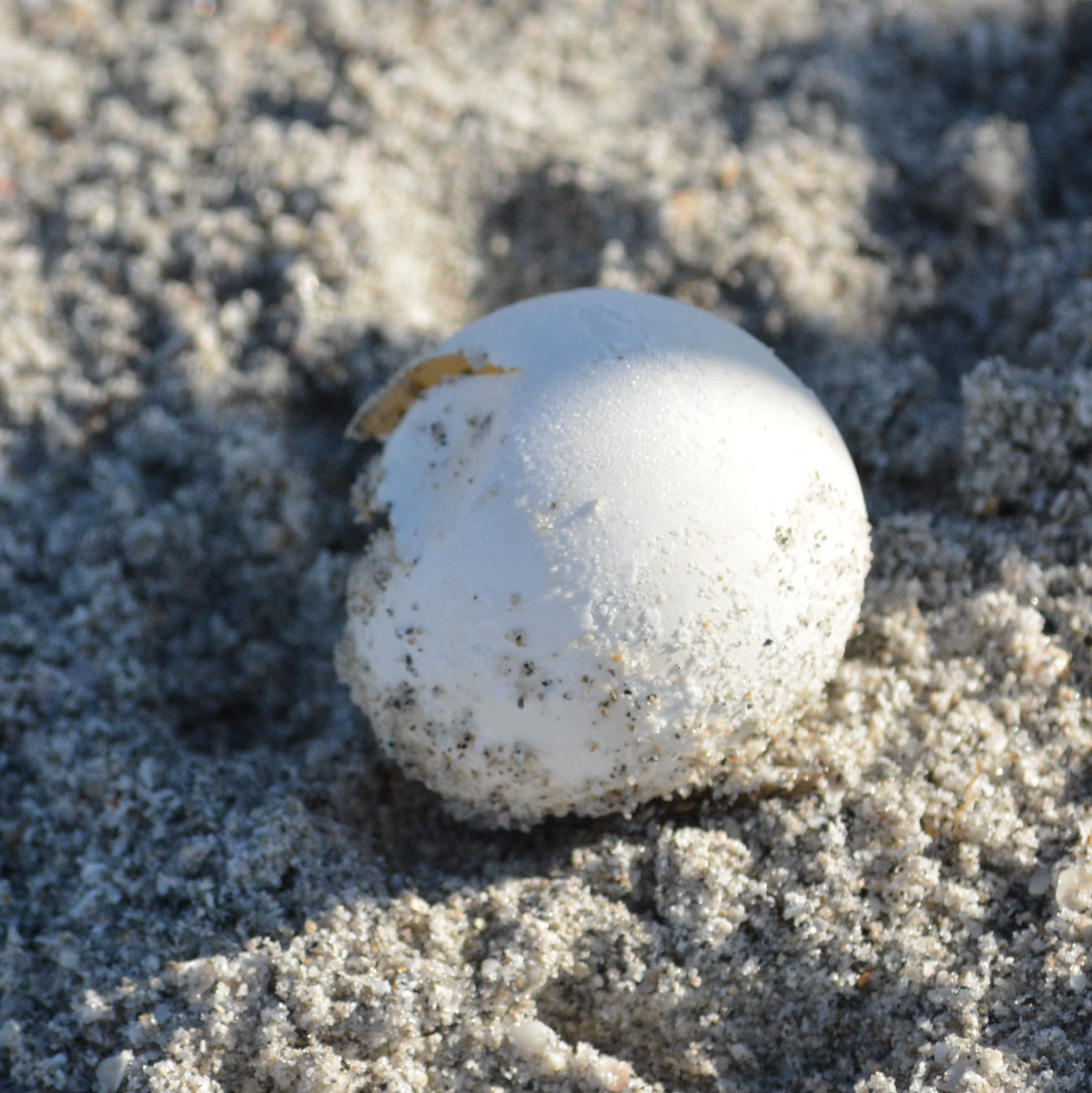 Sea turtle hatchling taking its first steps toward the ocean