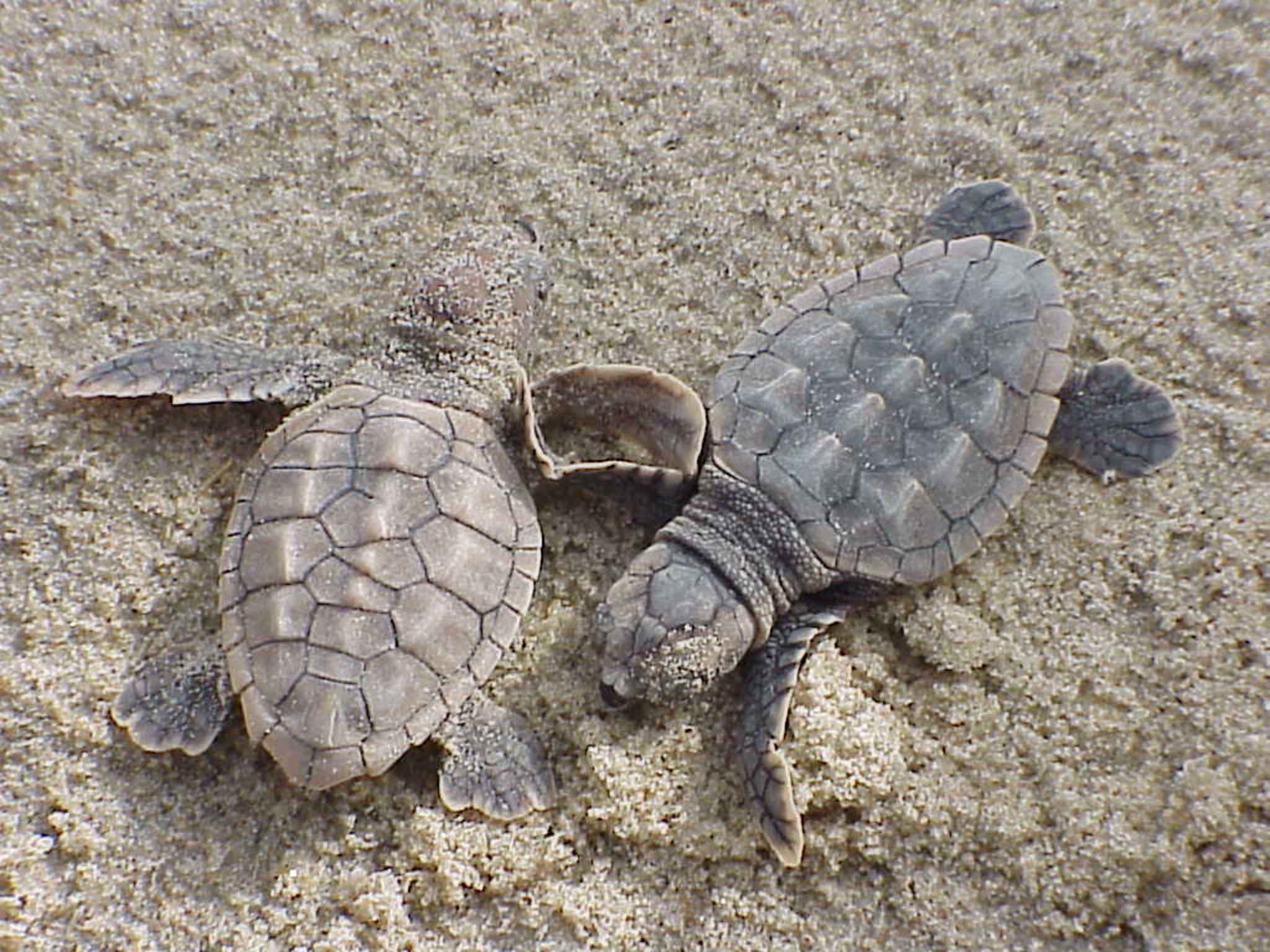Loggerhead sea turtle hatchlings running to the ocean